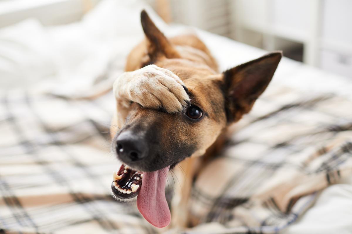 Pourquoi acheter un chien déco en résine ?